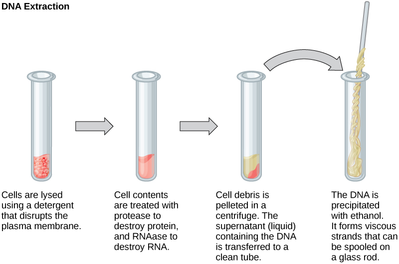 Difference Between DNA and RNA Extraction - Pediaa.Com