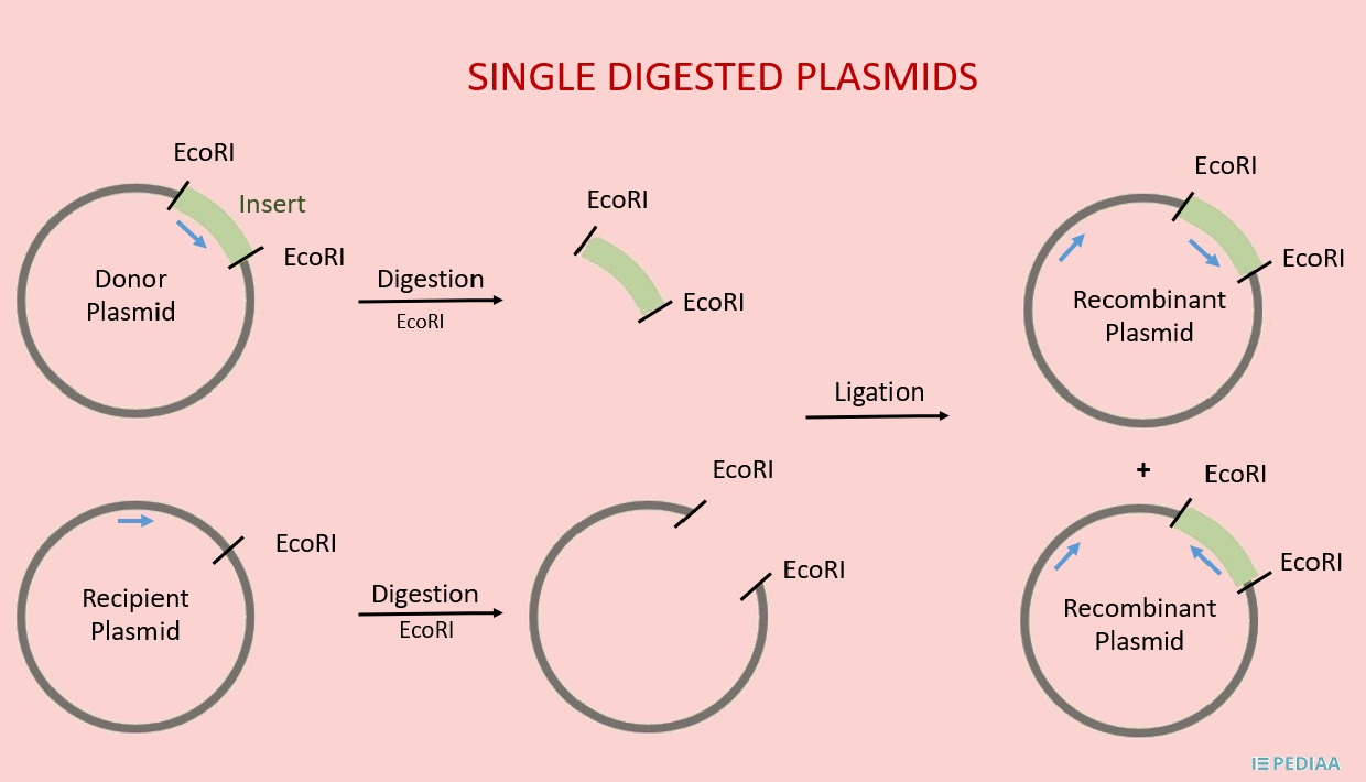 What is the Difference Between Single Digested Plasmid and Double