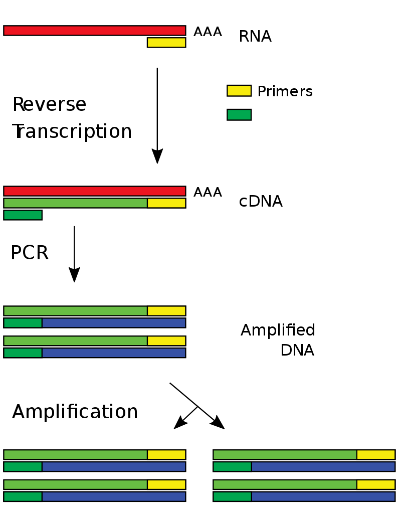 What is the Difference Between Real-Time and Reverse Transcriptase PCR ...
