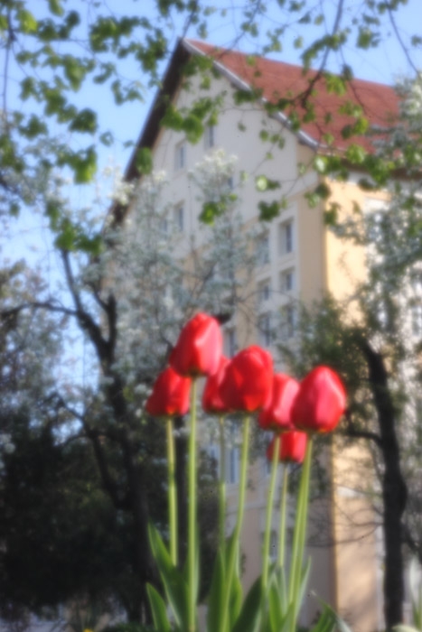 tulips by Plamen Luchanski