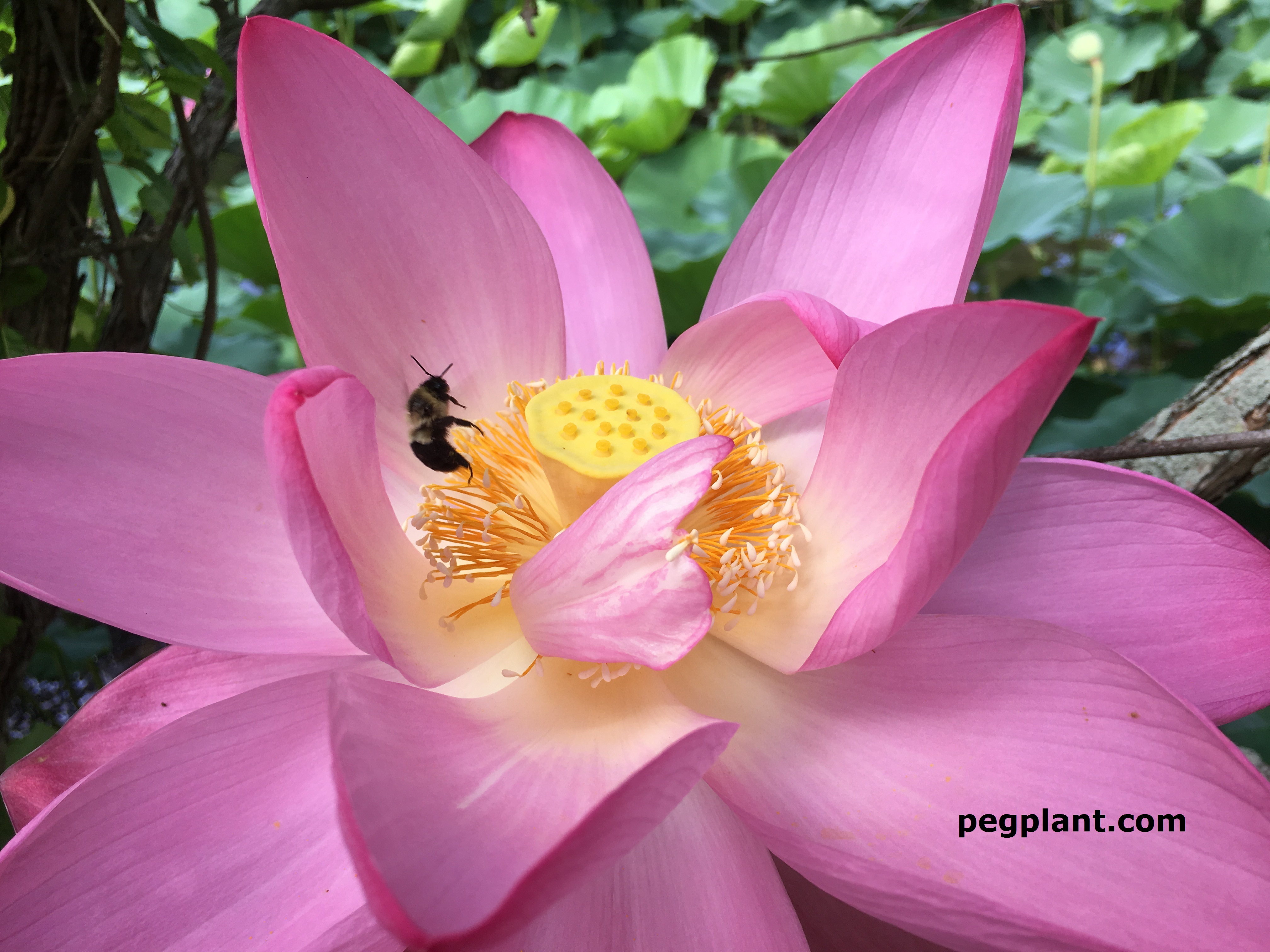 Kenilworth Park Aquatic Gardens Archives Pegplant