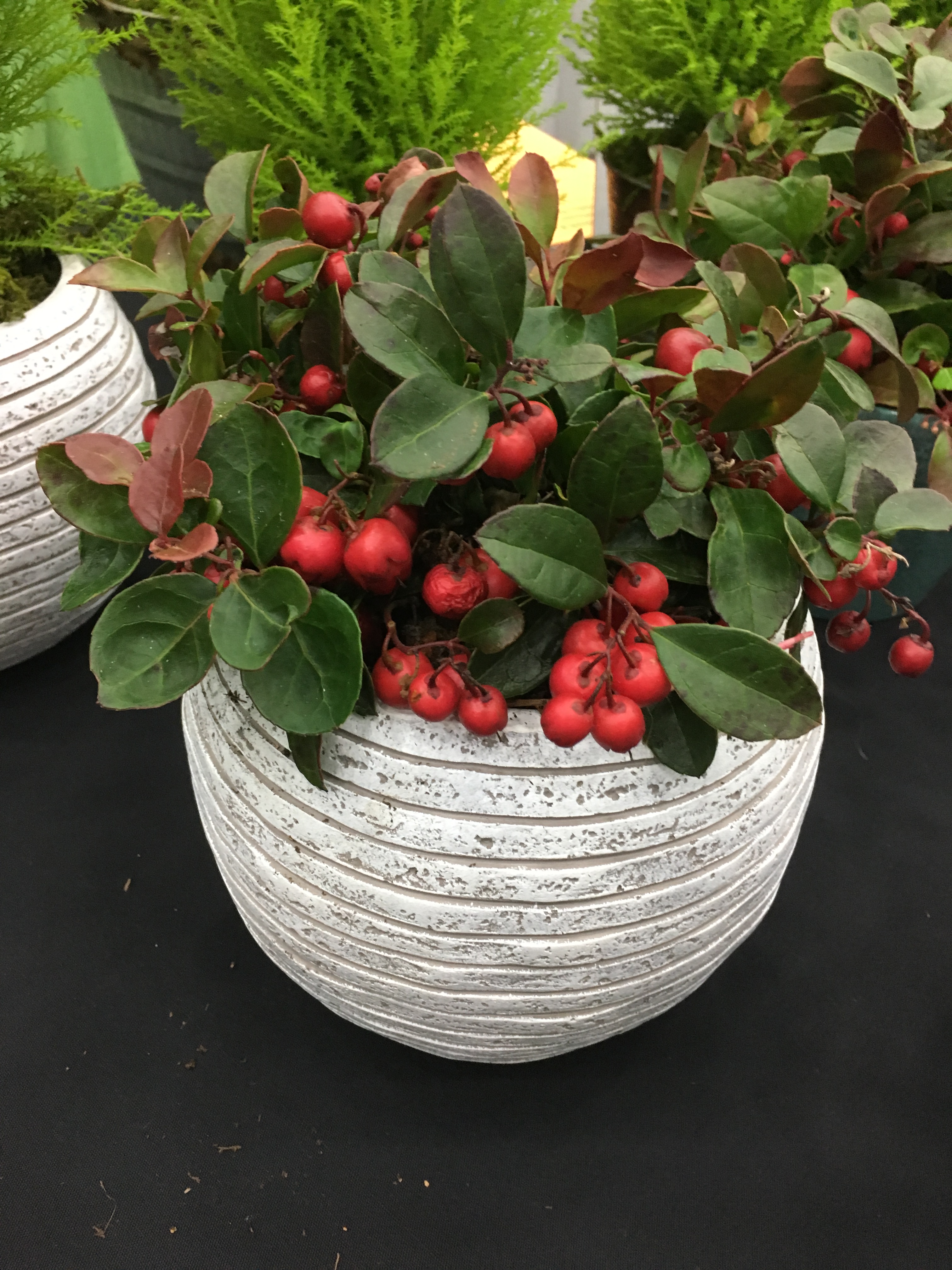 New Cultivars of Wintergreen for Bright Red Berries -