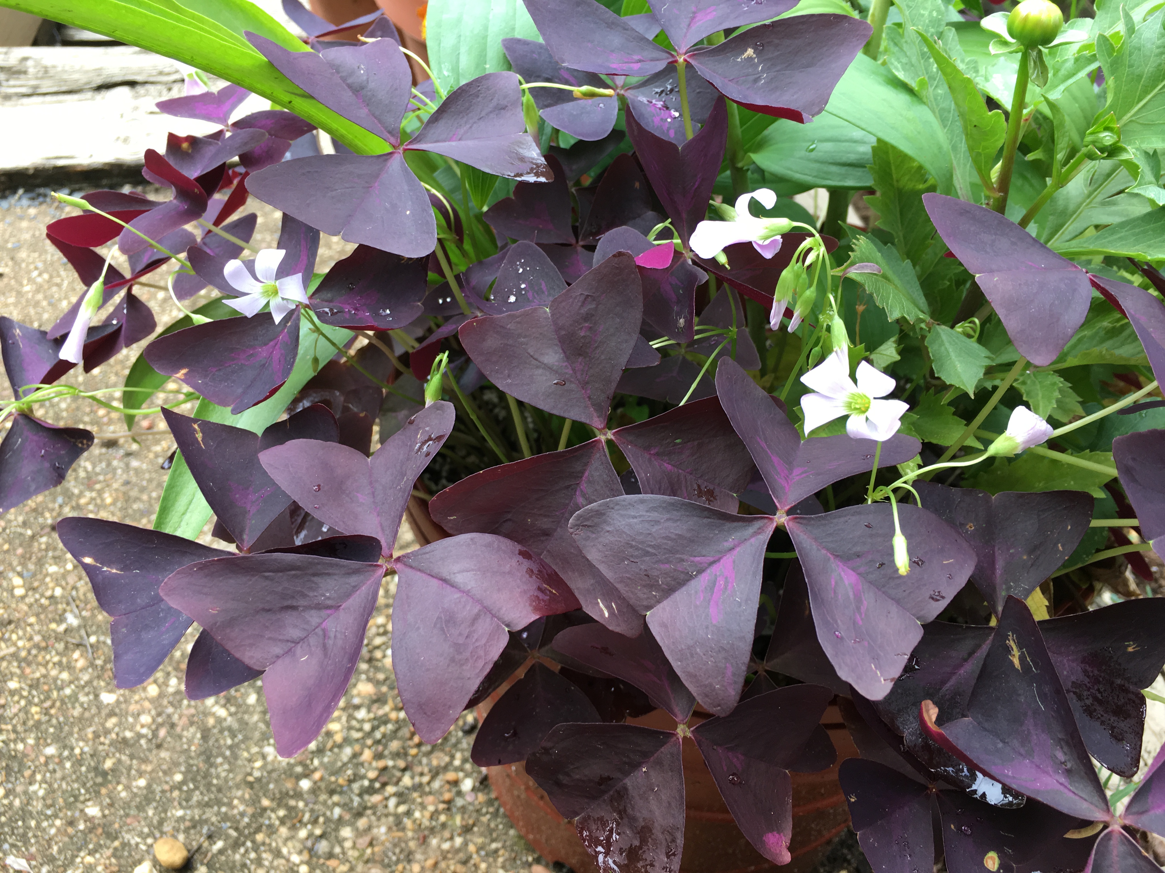 Time to Save What You Can from the Garden -