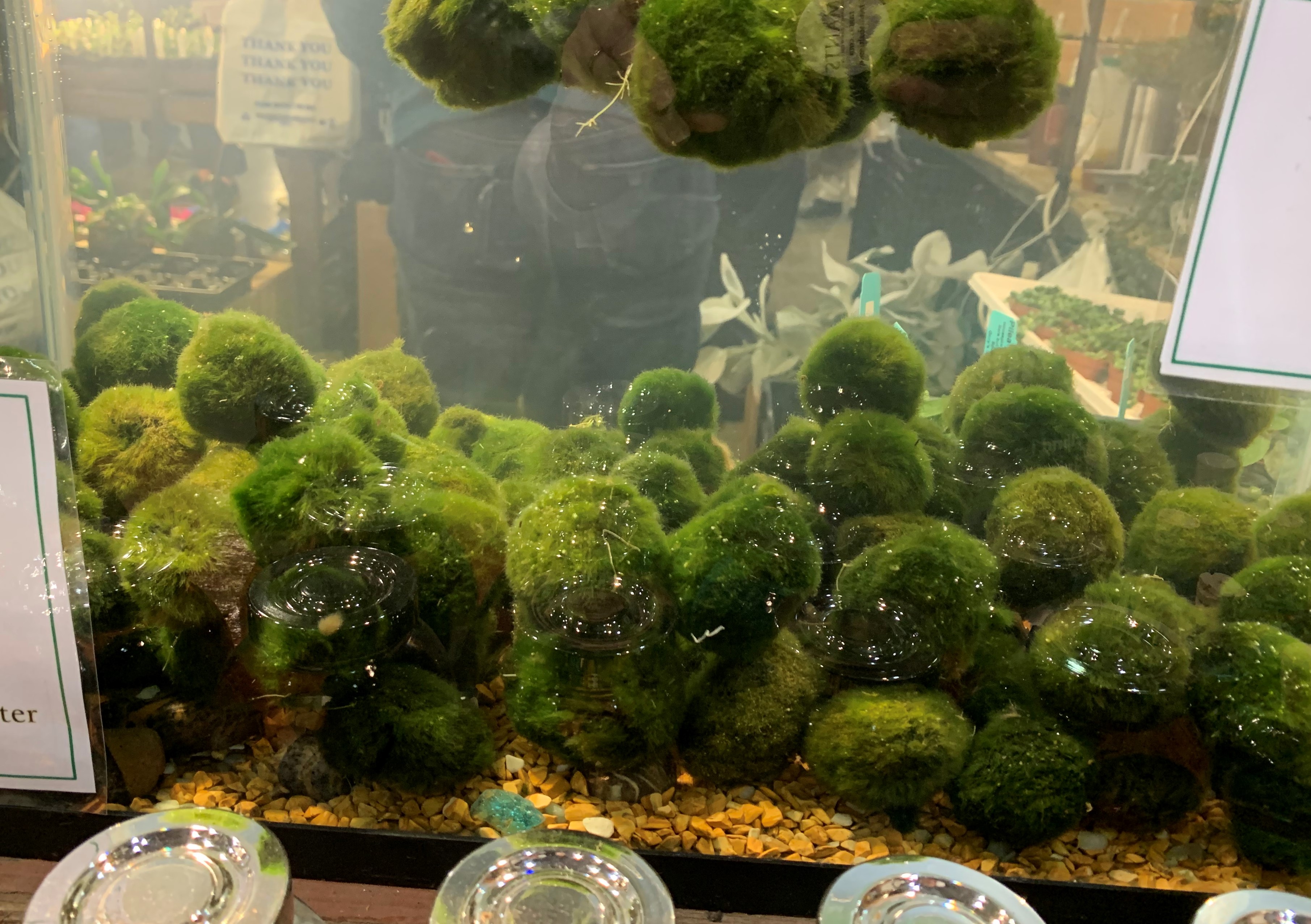Marimo: 