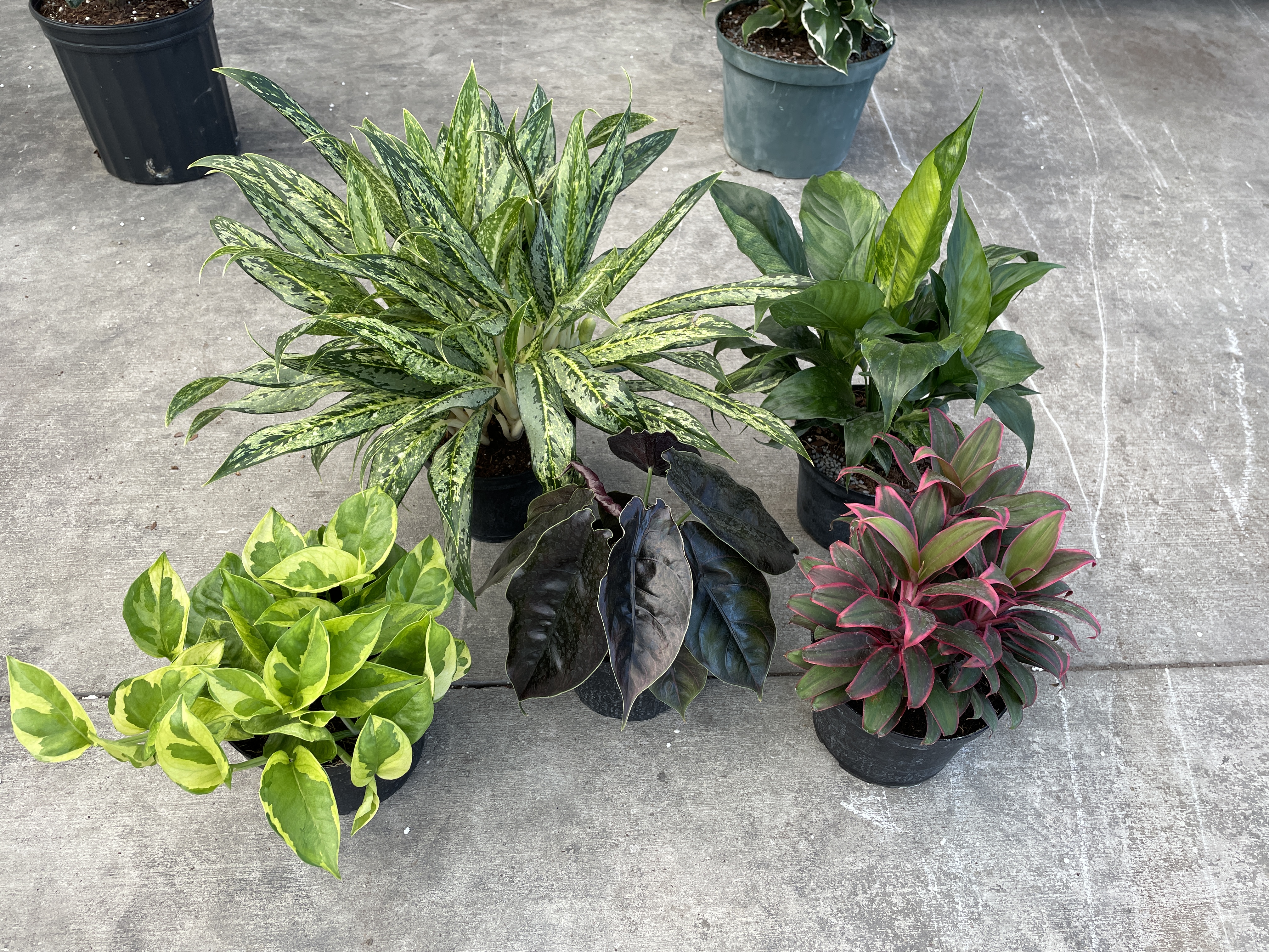 Sneak Peak at New, Unique Houseplants from Costa Farms -
