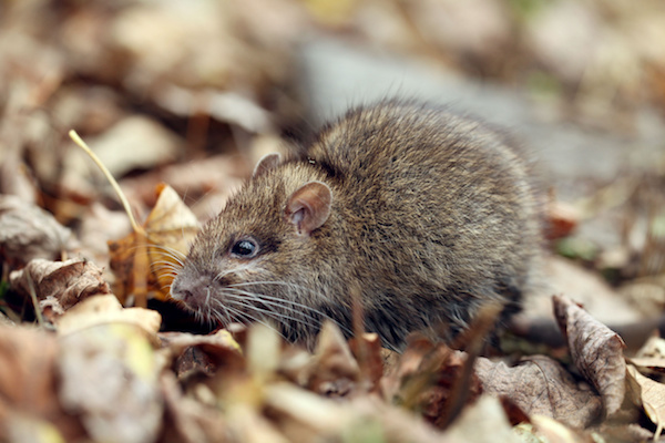 Pembrey-Pest-Control-Llanelli-Pest-Control-Rats