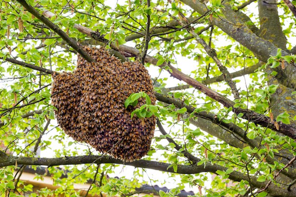 Carmarthen Pest Control