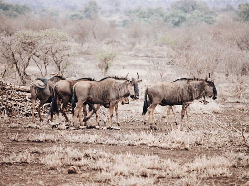 Safari Words You Should Know Pembury Tours Blog