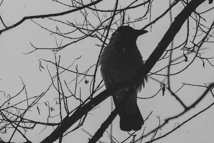 In Late December: A Poem for the Mourning and Melancholy