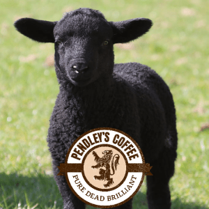 Black Sheep