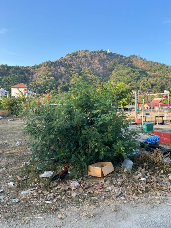 Trash in a bush on Phuket Island Thailand