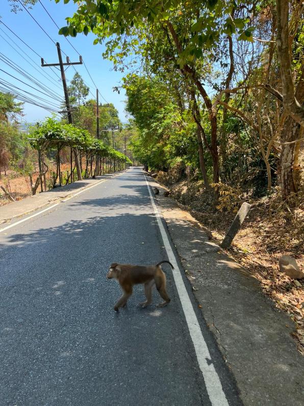 A monkey crossing the road at Monkey Hill Phuket Thailand