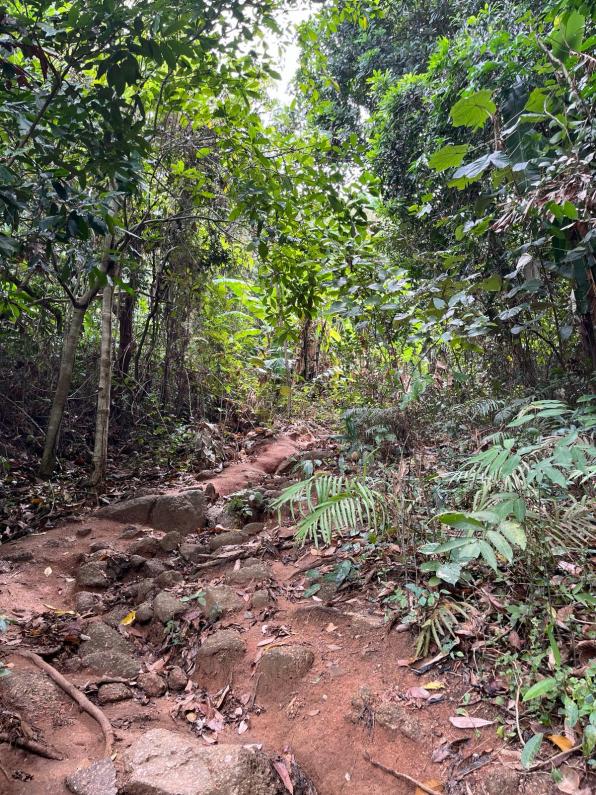 A tree covered Big Buddha Trail Phuket
