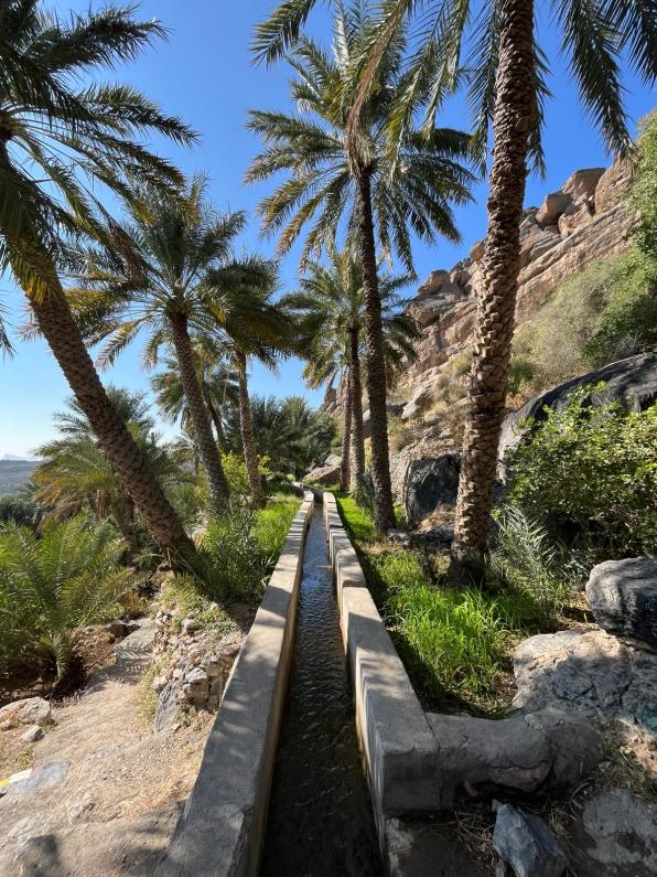 Palm trees line an ancient irrigation system called Spring of Misfat's Falaj
