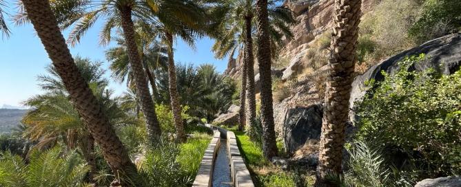 Palm trees line an ancient irrigation system called Spring of Misfat's Falaj