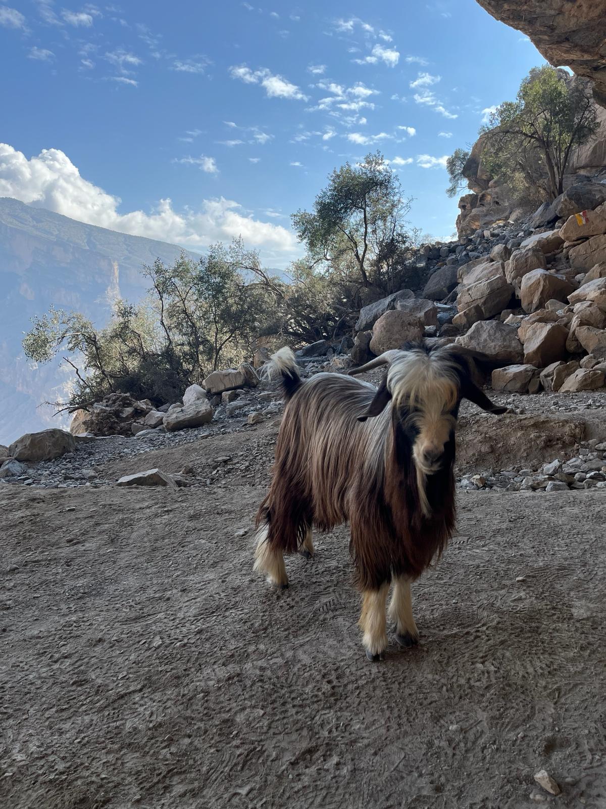 A long haired goat with blue skies on the W6 - Balcony Walk Hike