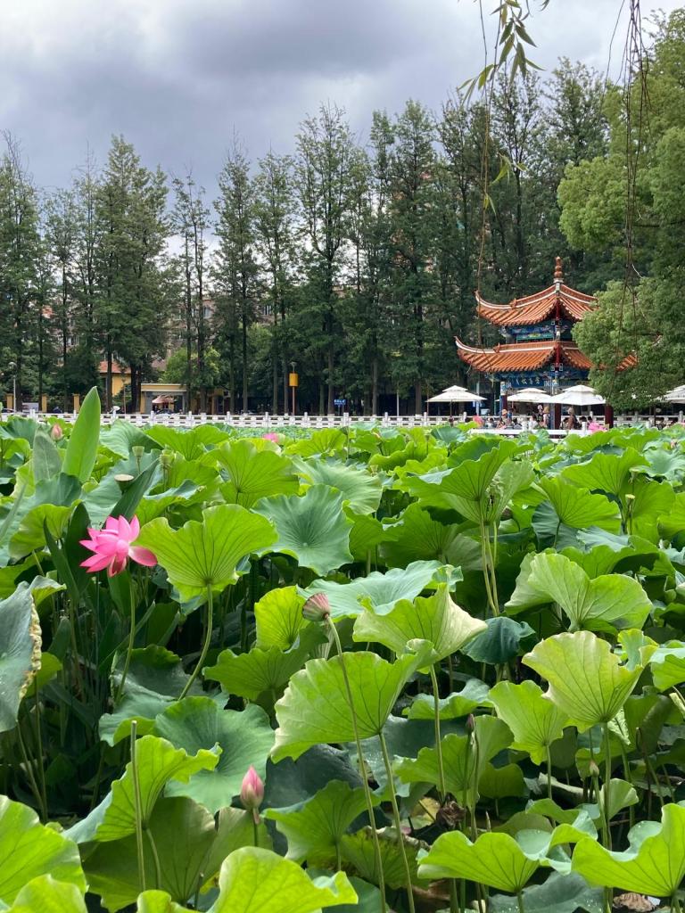 Lotus flowers and pads growing with a traditional Chinese temple in the background.