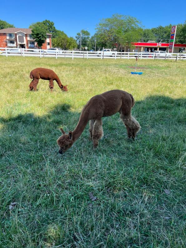 Perry Farm alpaca field