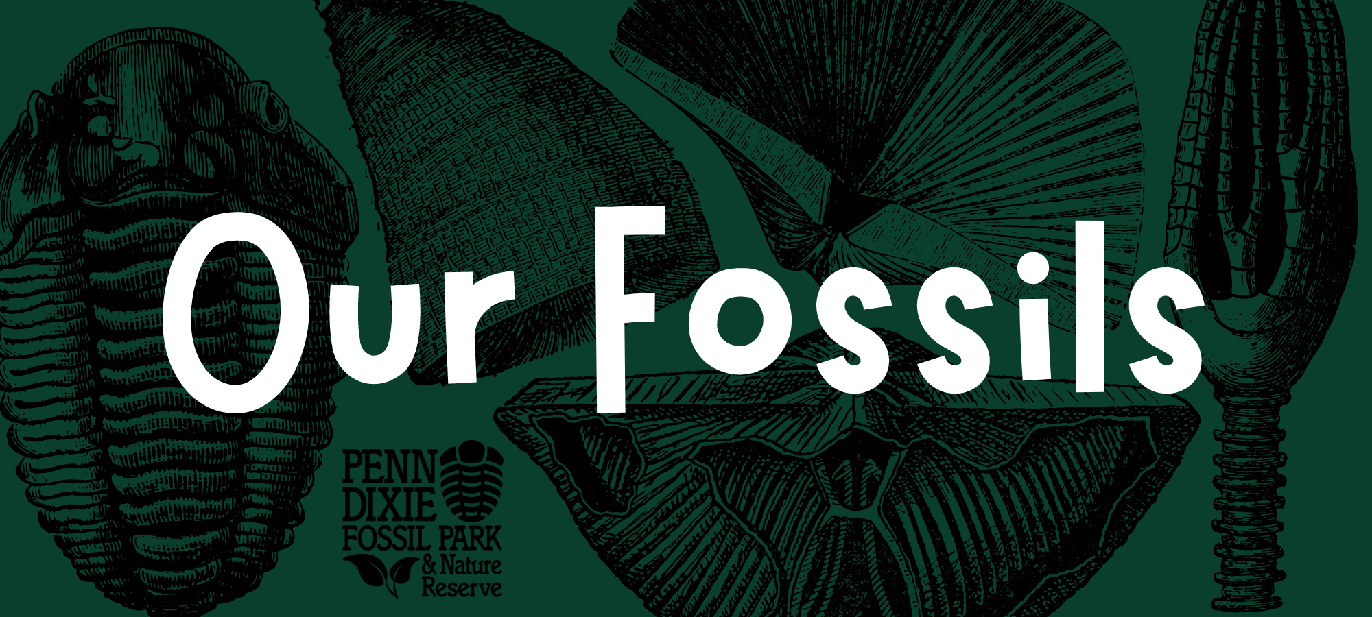 Our Fossils – Penn Dixie Fossil Park 