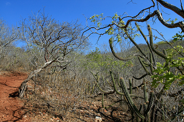 Características E Localização Da Caatinga Pensamento Verde Características E Localização Da Caatinga Pensamento Verde