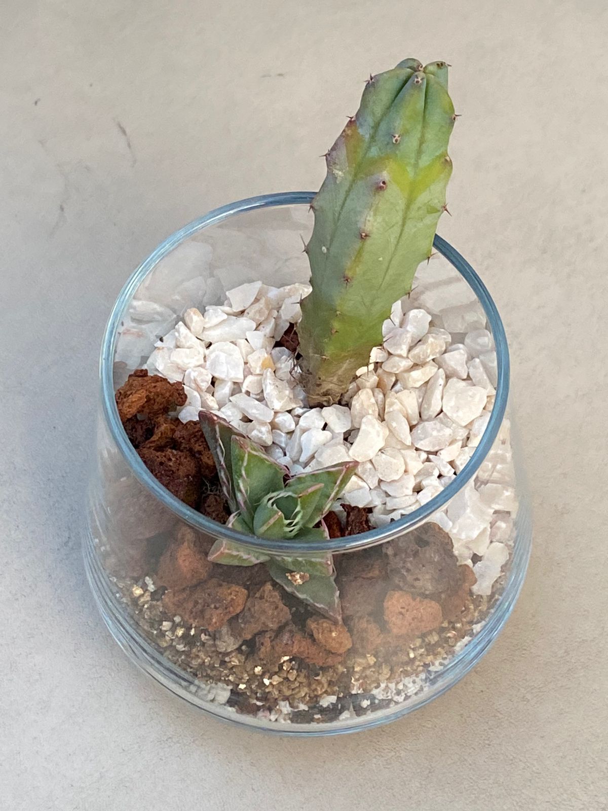 ✨ Terrario Cilíndrico con Cactus y Suculentas - Oasis en Vidrio ✨