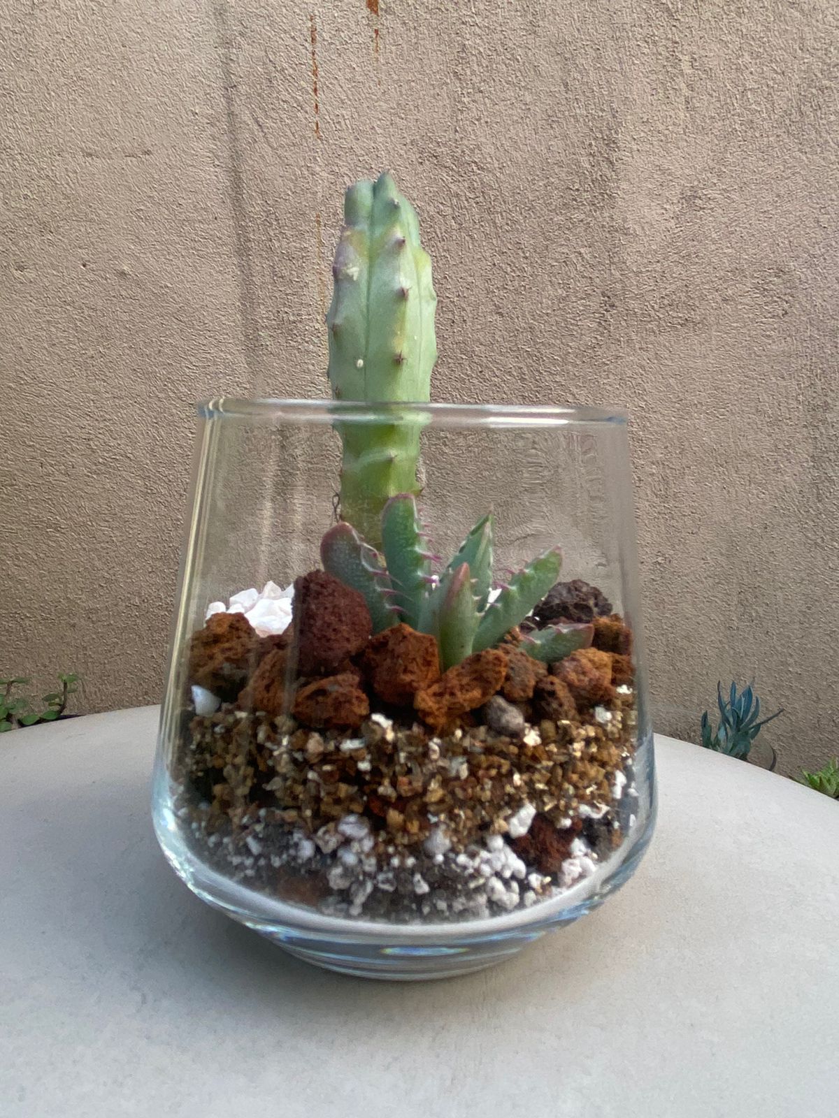 ✨ Terrario Cilíndrico con Cactus y Suculentas - Oasis en Vidrio ✨
