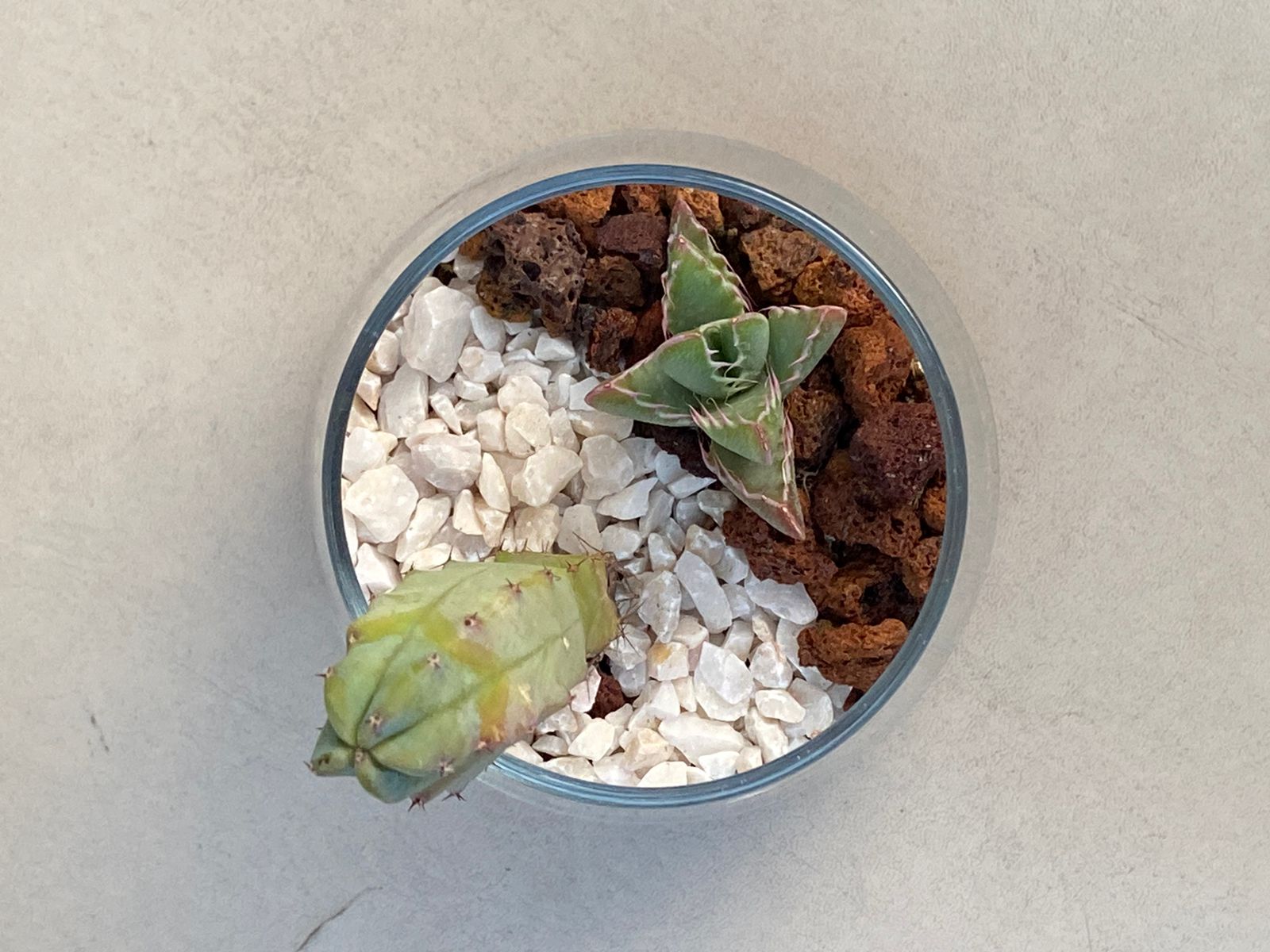 ✨ Terrario Cilíndrico con Cactus y Suculentas - Oasis en Vidrio ✨