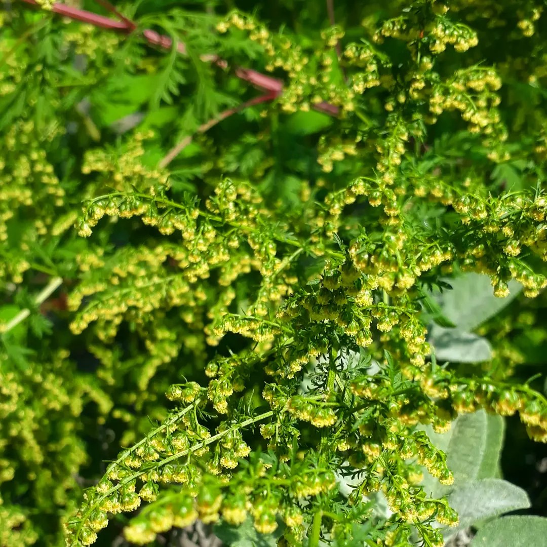 Graines d'Armoise annuelle - Artemisia Annua - ByKoB