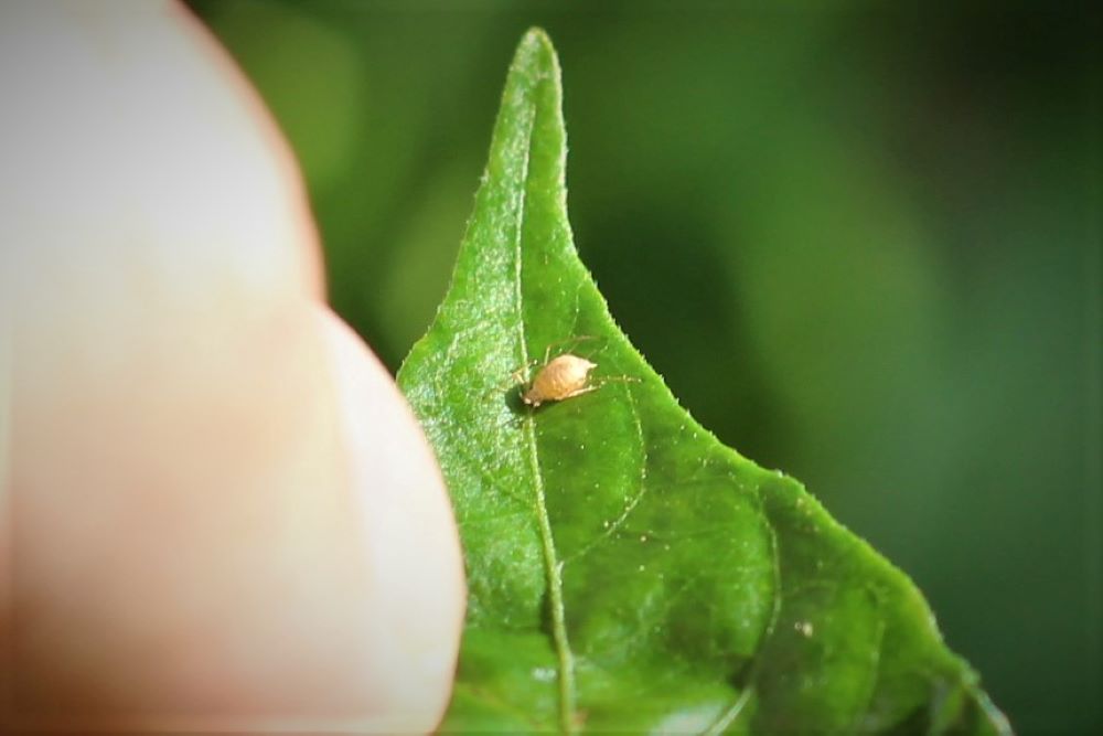 Pepper Plant Leaves Falling Off Causes and Prevention Pepper Geek
