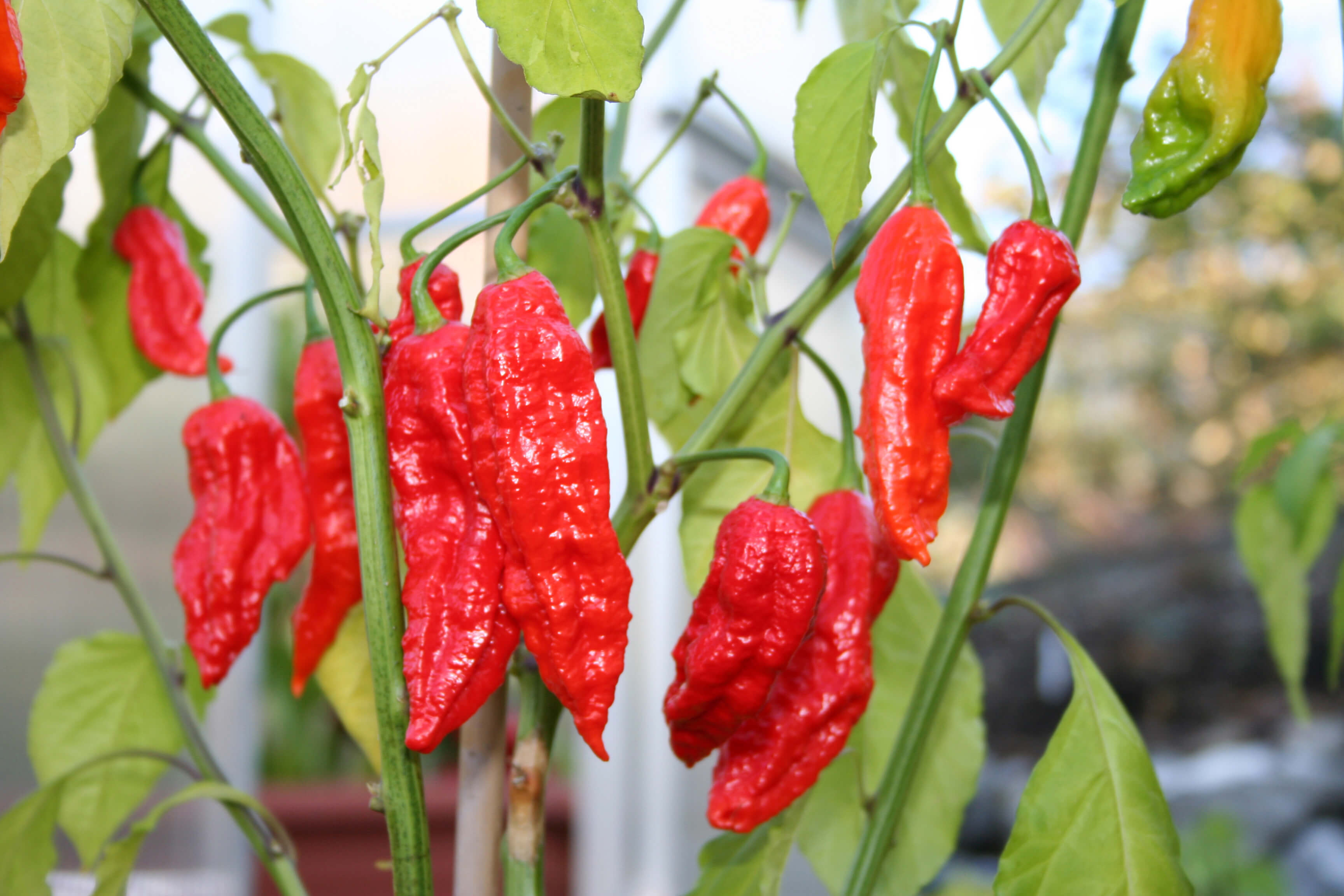 pic Peri Peri Pepper Scoville scharfegrad skala pepperworld