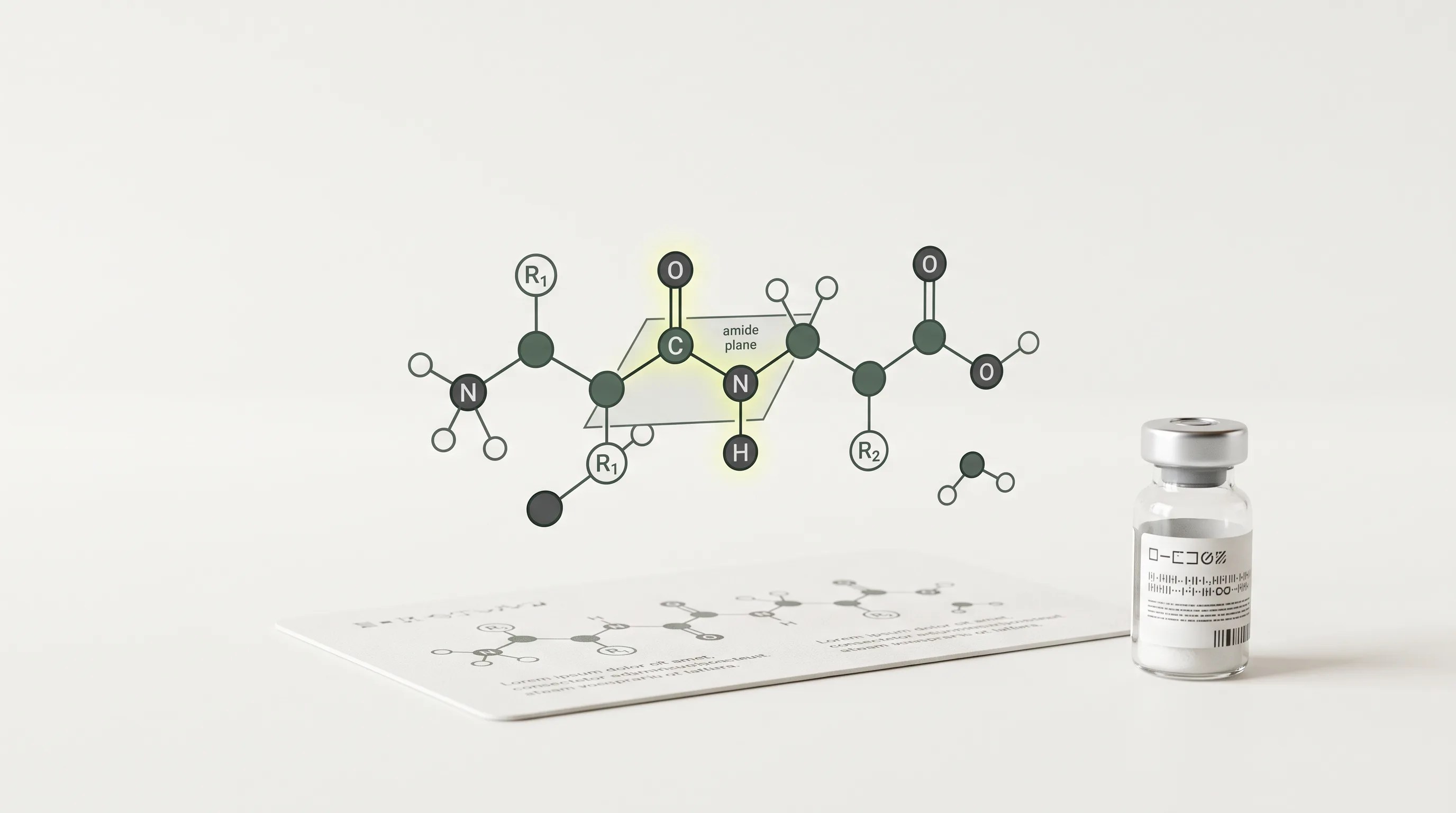 What Is a Peptide Bond? The Amide Link Between Amino Acids Explained