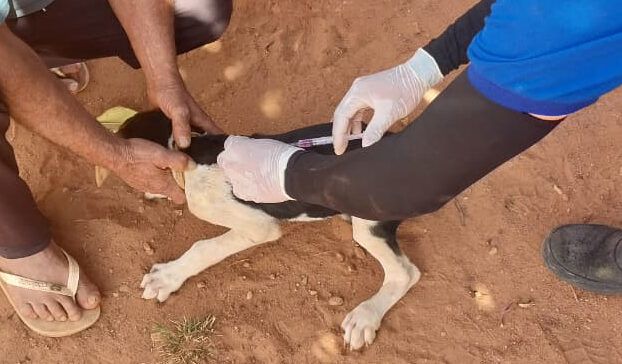 Botumirim inicia campanha de vacinação antirrábica para cães e gatos