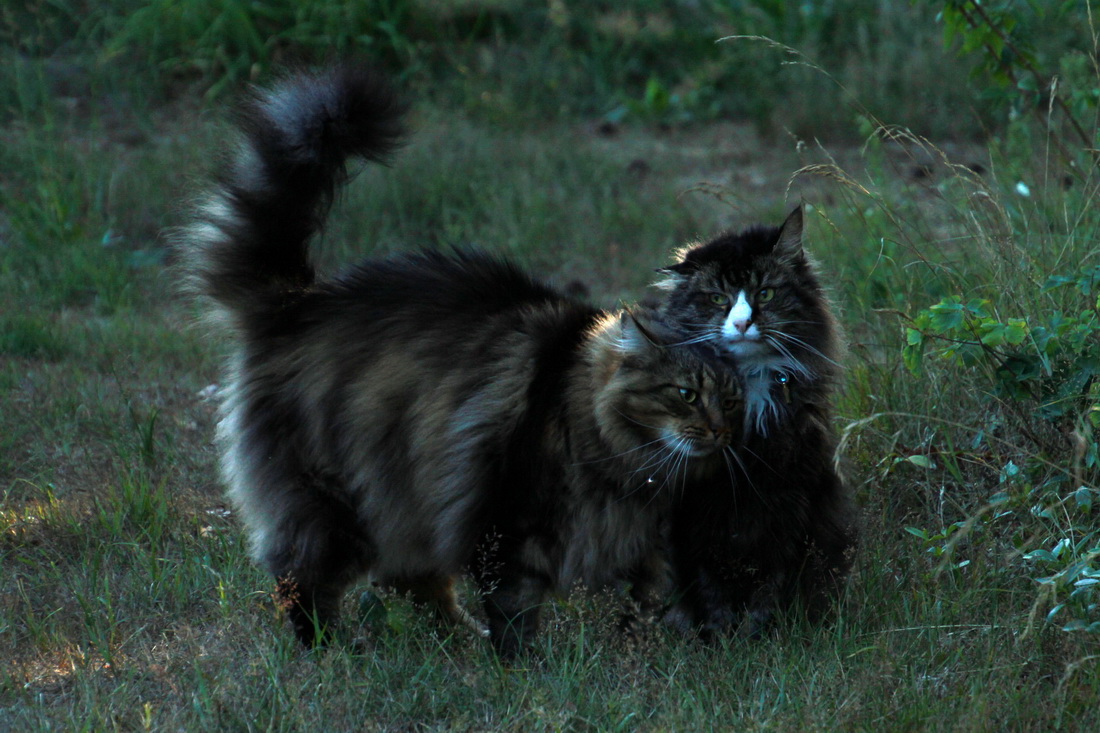 2018-07-22: Chicco & Mogwai