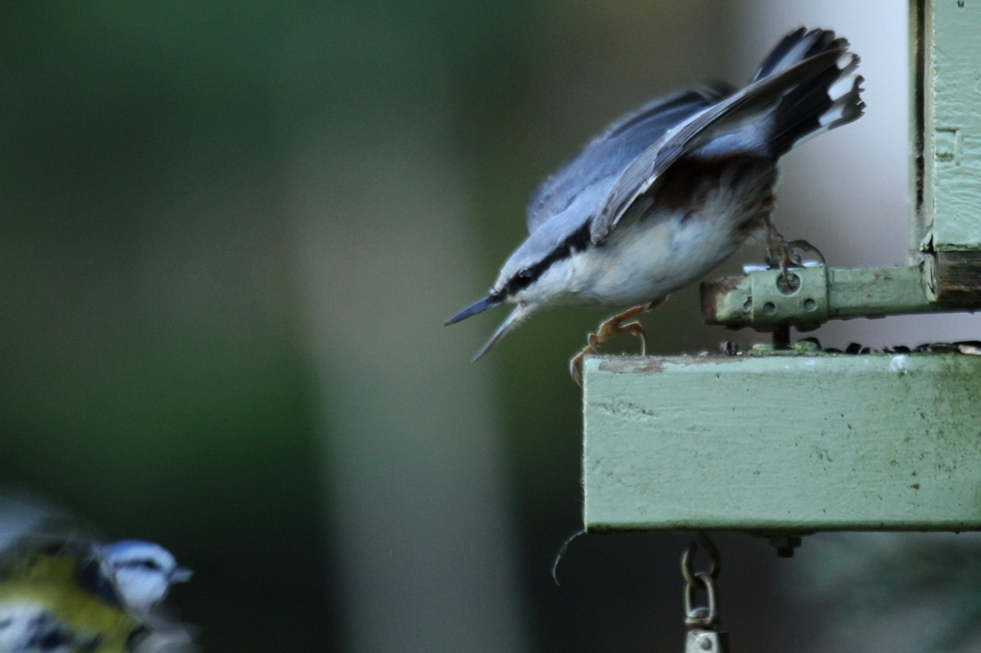2018-11-03: Dörrvakt i restaurang Kvidevitt