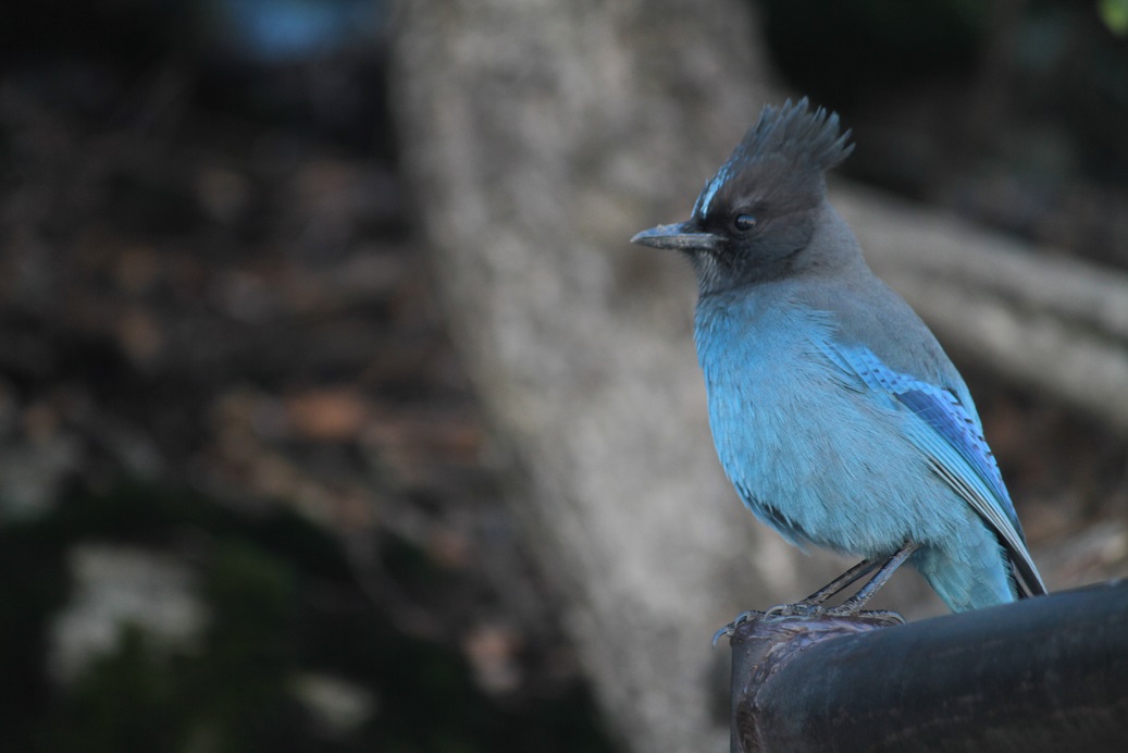 Stellar-Blue Jay
