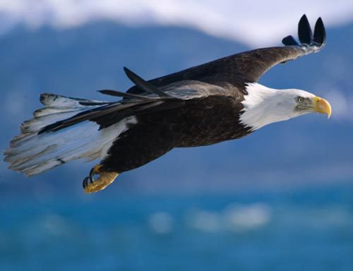 45 Koleksi Gambar Burung Elang Sedang Terbang Hd Terbaik - Gambar Hewan 384_X_500_jpg