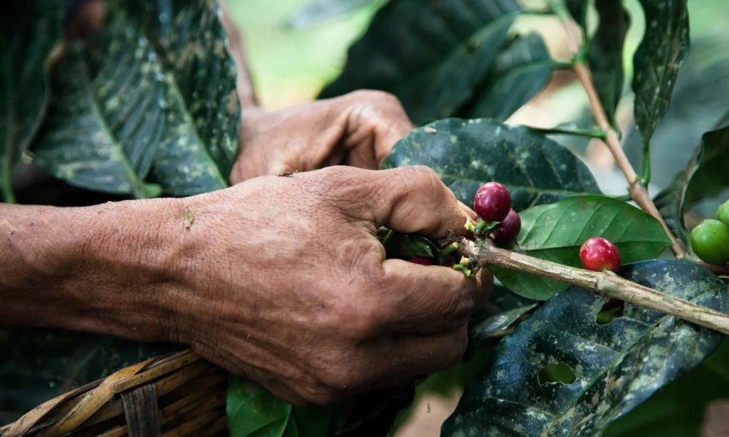 - Healthy Brew Hub A close up of a farmer's hands removing coffee cherries from a branch.