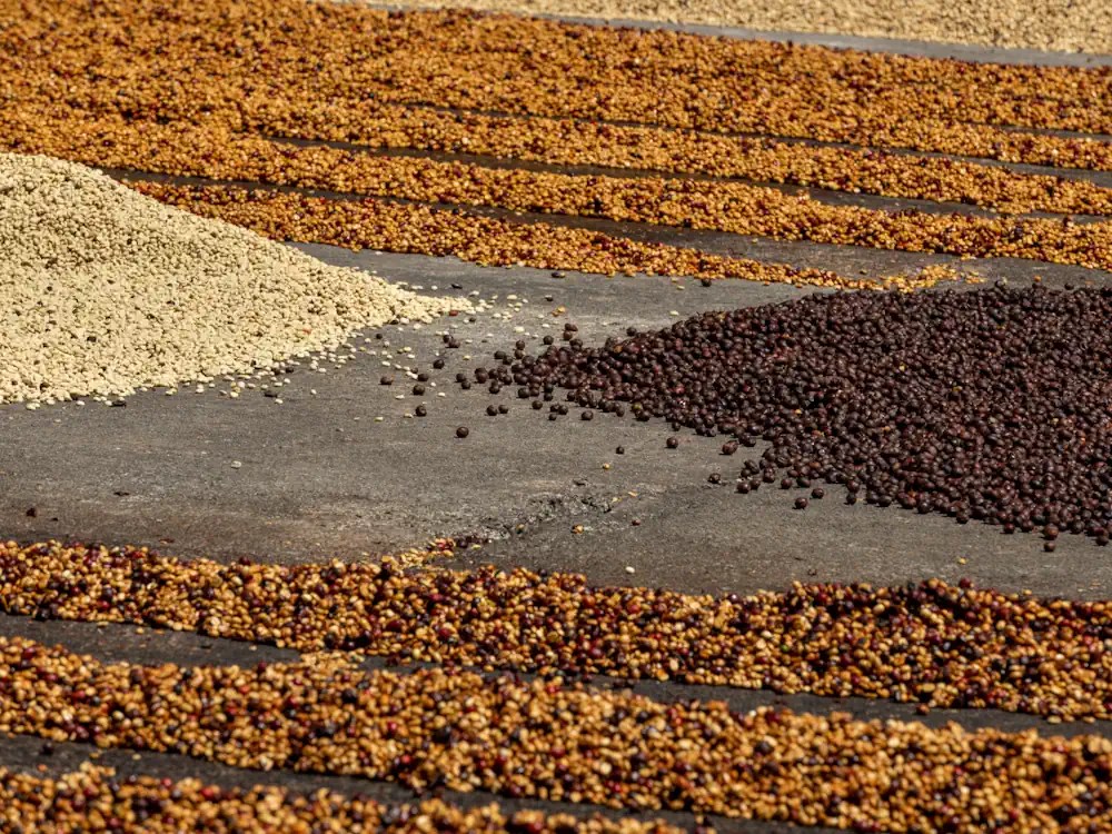 - Healthy Brew Hub Piles of different processed coffees on a patio on a coffee farm.