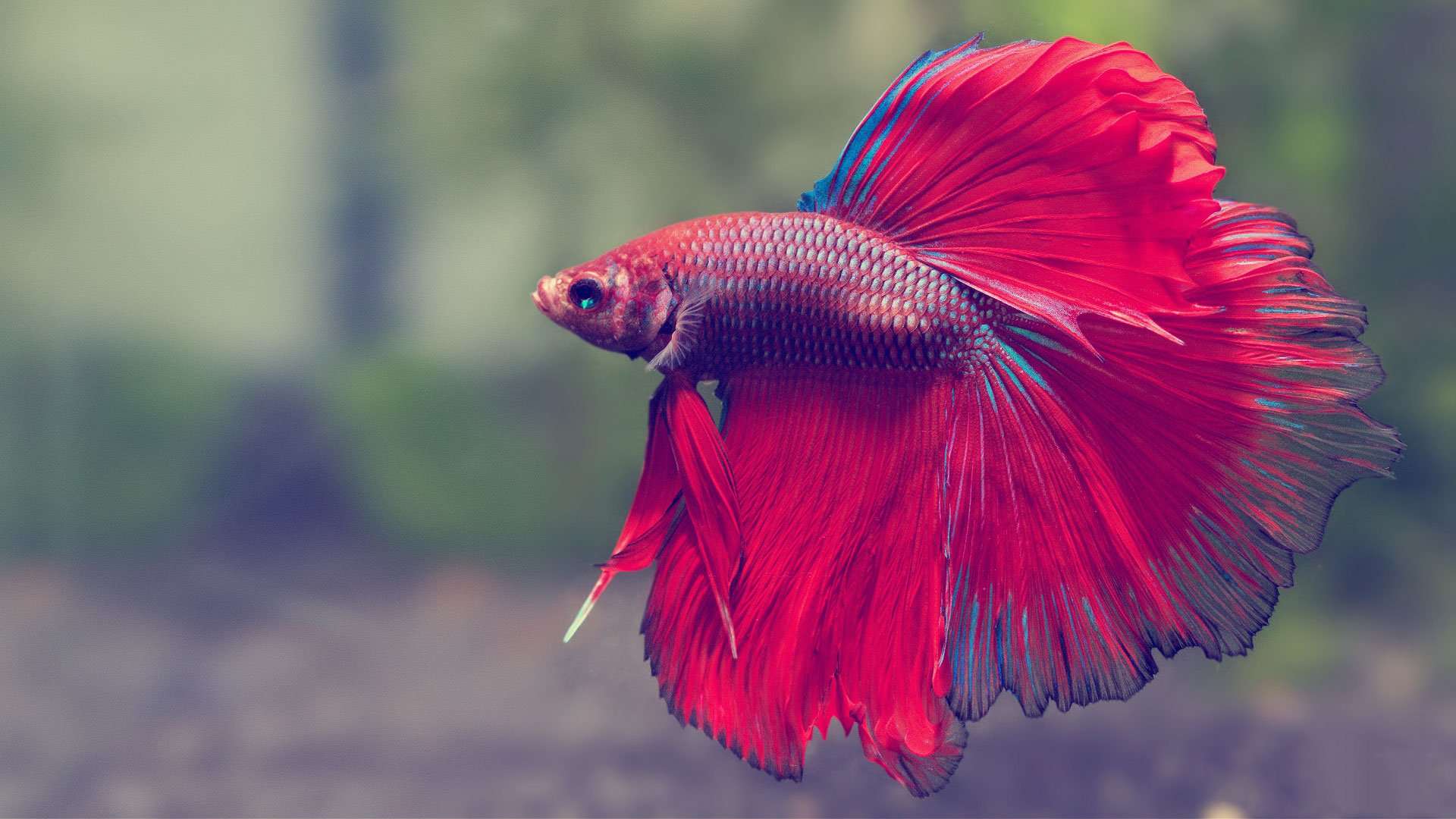 How to take care of a betta fish