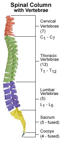 1_spinalColumn