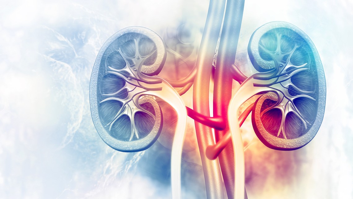 Human,Kidney,Cross,Section,On,Scientific,Background.,3d,Illustration