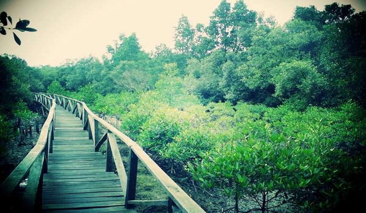 Hutan Mangrove Margomulyo, Surga Hijau Pesisir dan Sunset