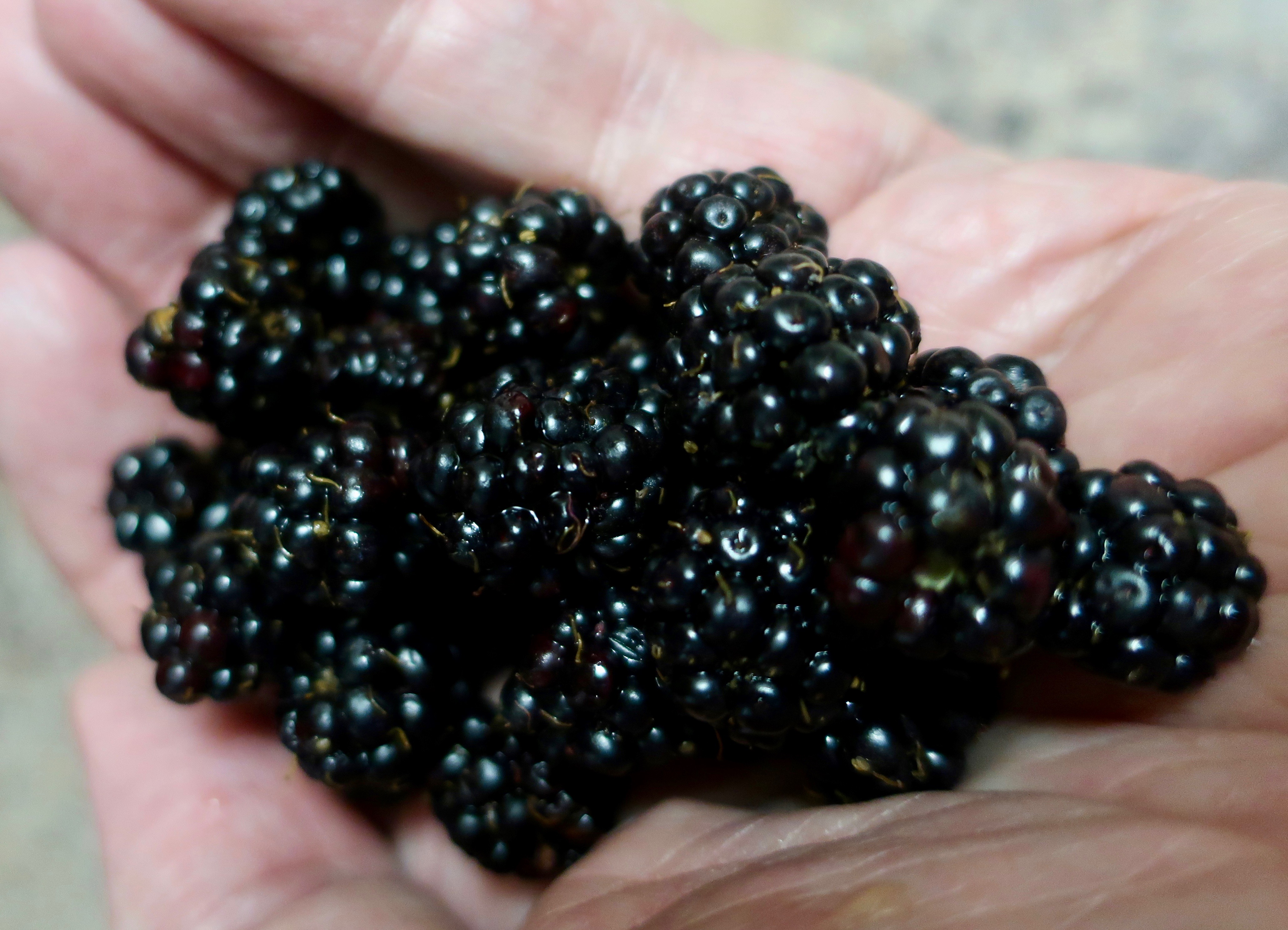A Blackberry Surprise… And Tom Lovering | Wandering through Time and Place