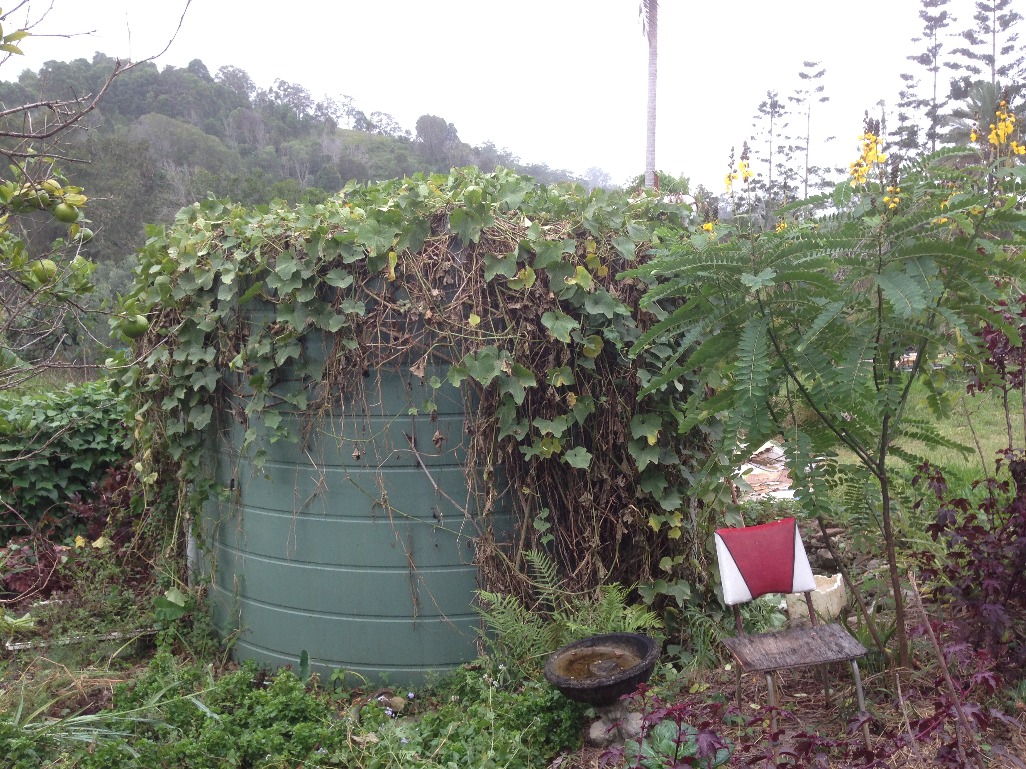 Choko vine on the rain water tank