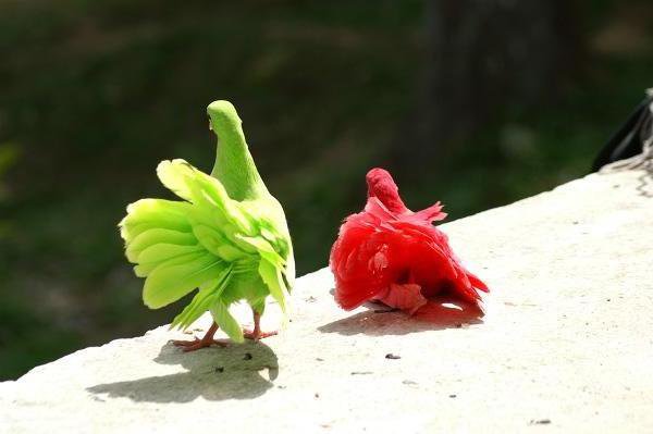 Jäääkligt coola fåglar - ända tills föreståndaren stolt berättade att dom sprejade dom med färg för att det skulle vara roligare för turisterna att fotografera (det var efter att jag tagit kortet)