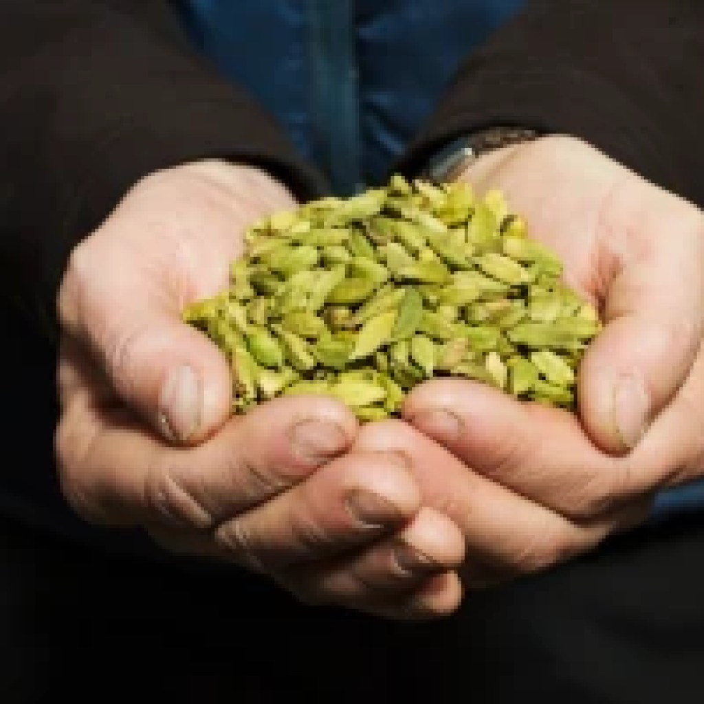 Hands holding cardamom seed pods