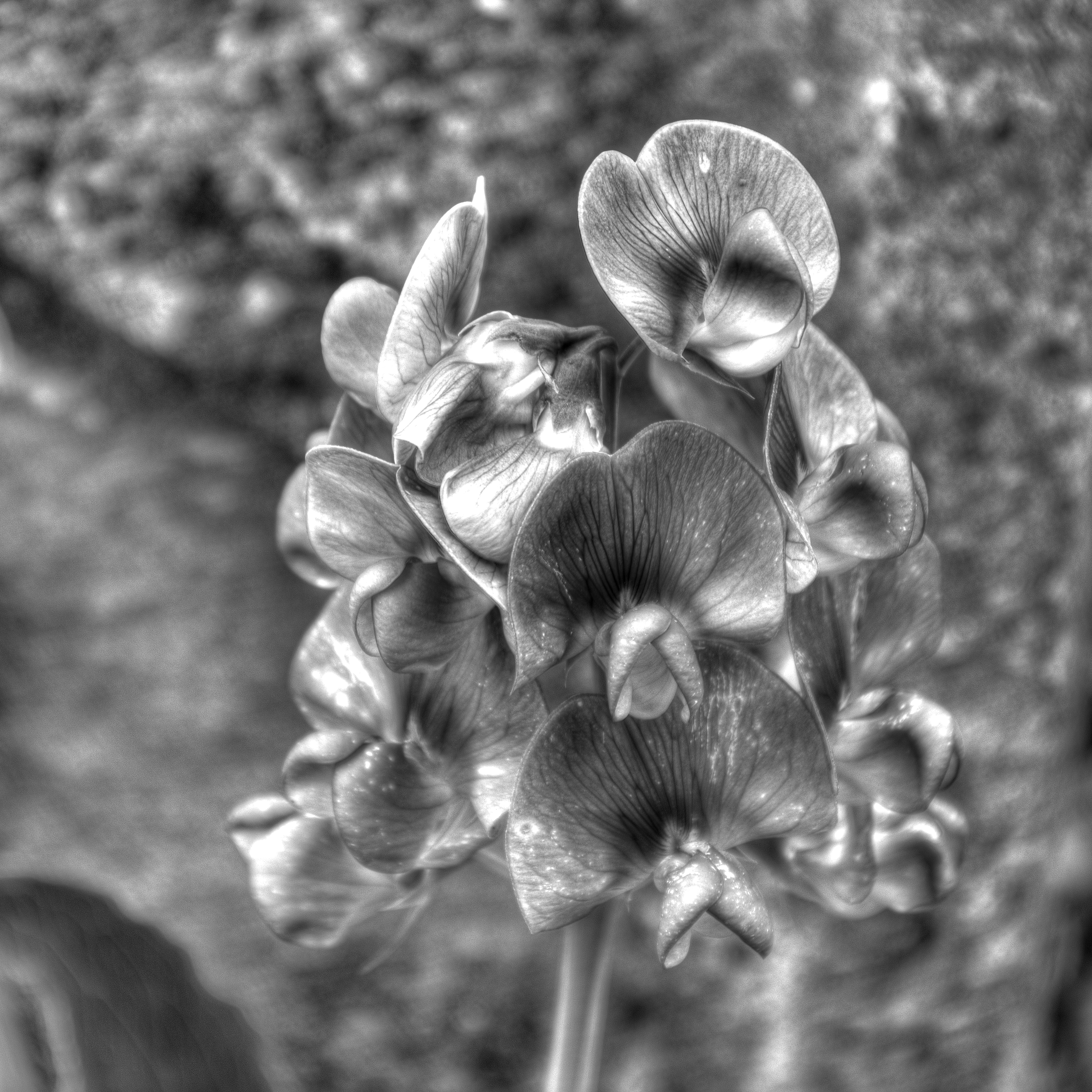 Brompton Cemetery 6