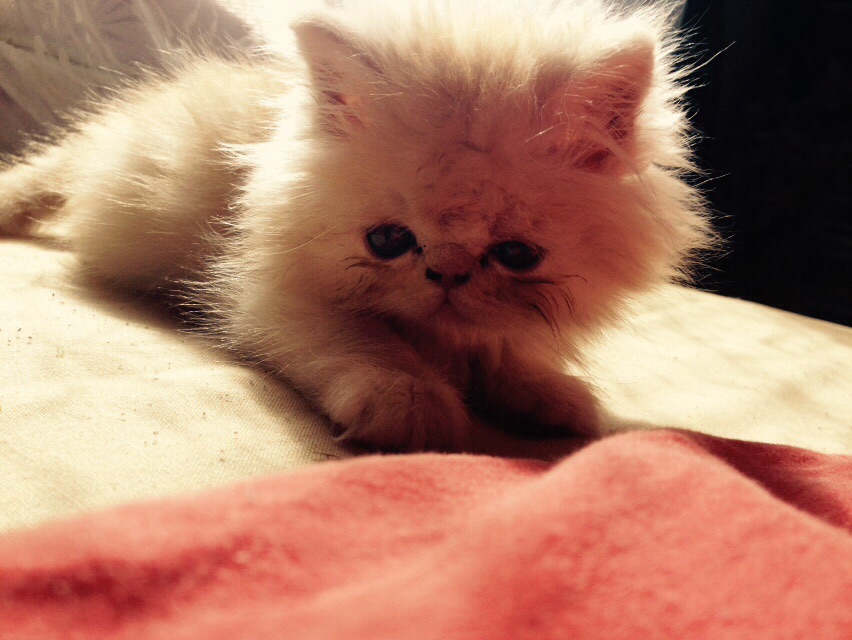 Persian Kitten Care Guide Persian Cat Corner