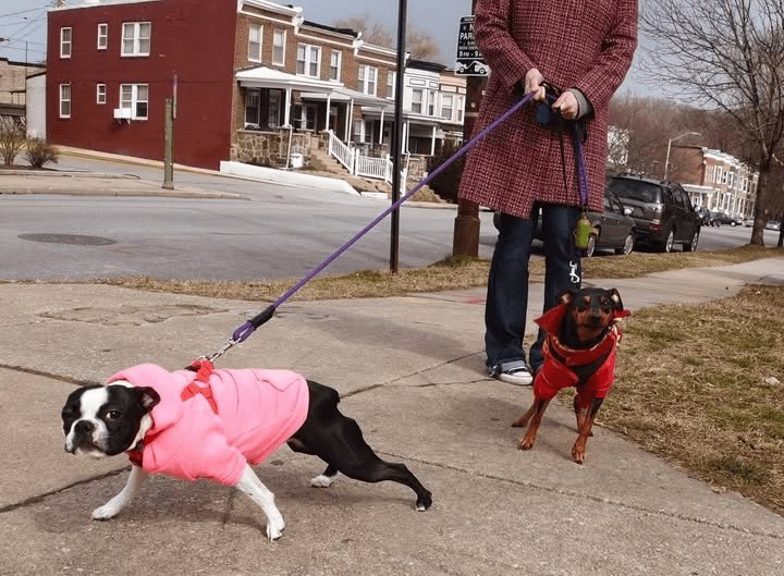 WHY YOUR DOG PULLS ON THE LEASH