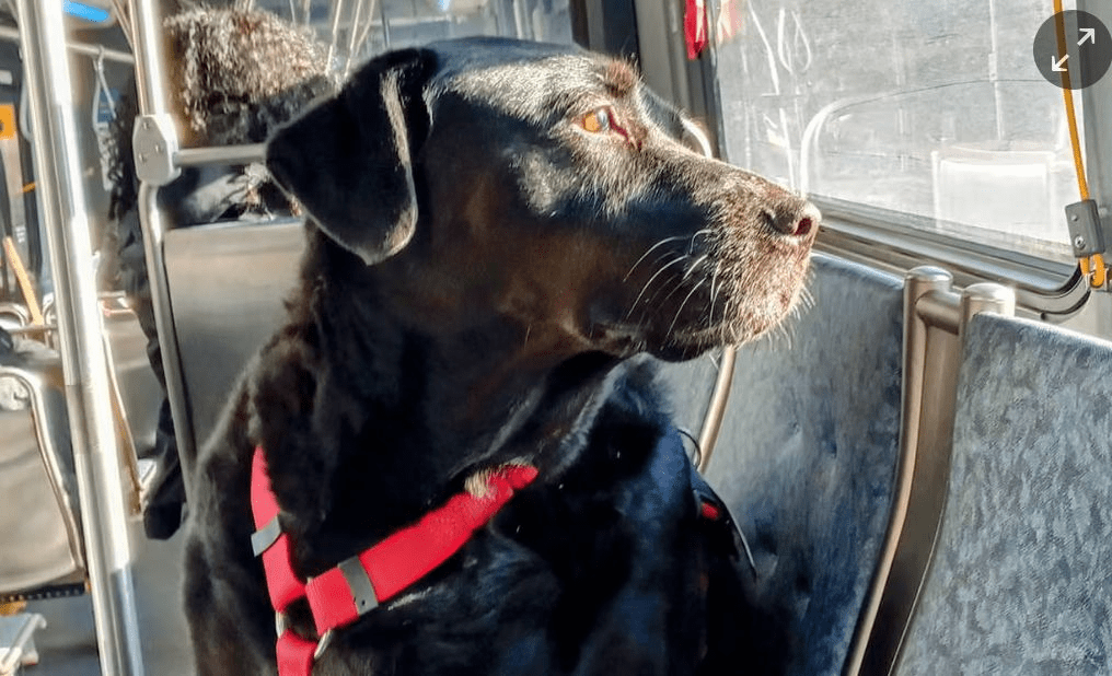 ECLIPSE: THE DOG WHO KEPT VISITING HER FAVOURITE PARK